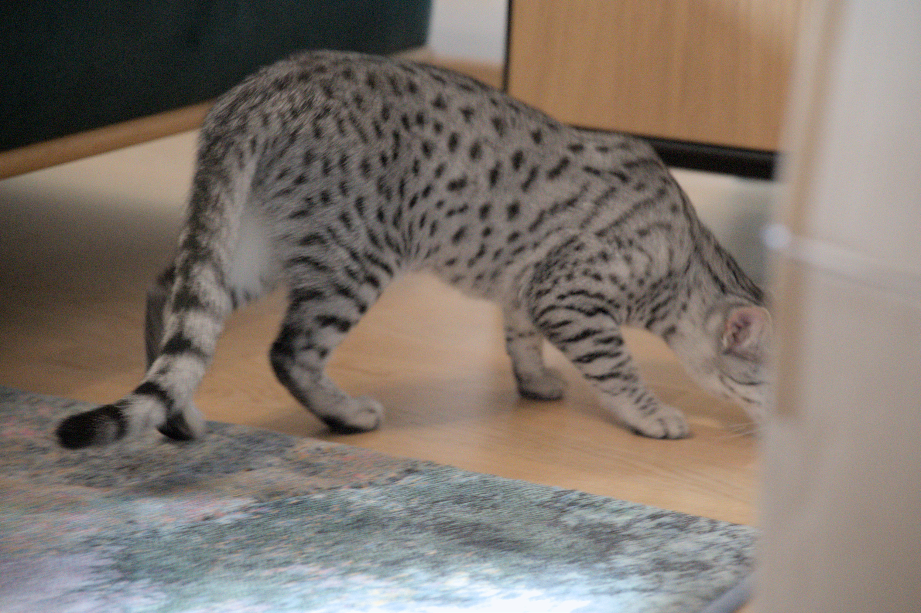 2025/10/12 - cats/DSC_0042.jpg